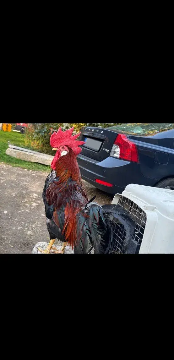 Vlaška koroptví kohouti