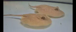 Sladkovodní rejnoci Potamotrygon Trnuchy