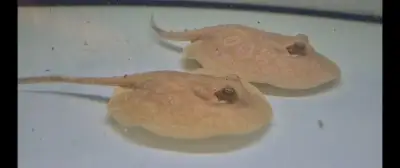 Sladkovodní rejnoci Potamotrygon Trnuchy