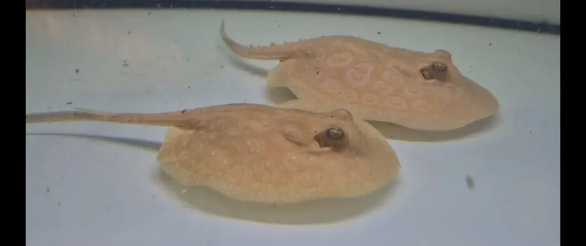 Sladkovodní rejnoci Potamotrygon Trnuchy