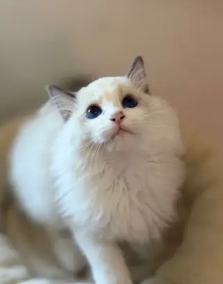 Koťátka ragdoll s PP
