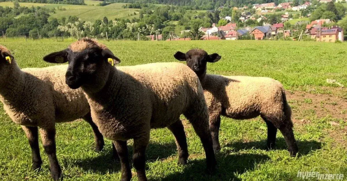 Beránek Suffolk