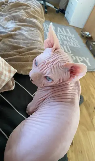Kanadský Sphynx s průkazem původu