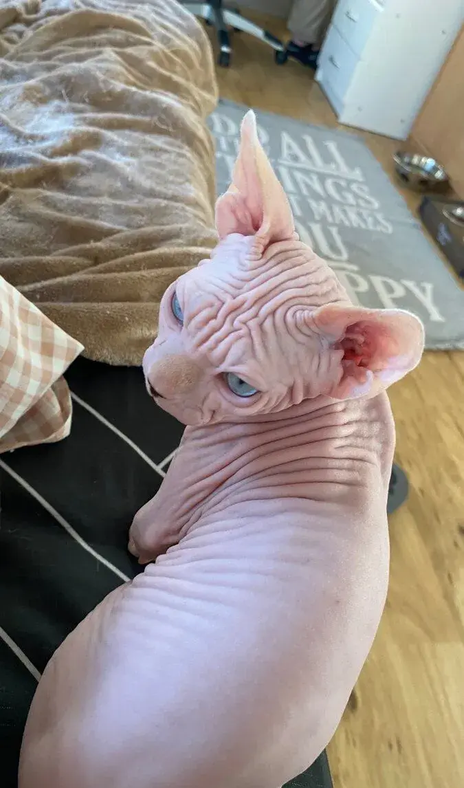 Kanadský Sphynx s průkazem původu
