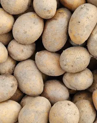 Krmné brambory