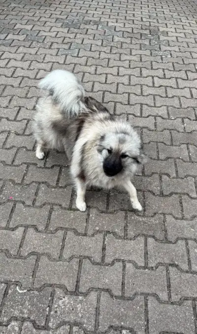 Ženicha pro Viki – vlčí špic