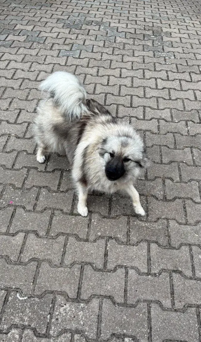 Ženicha pro Viki – vlčí špic