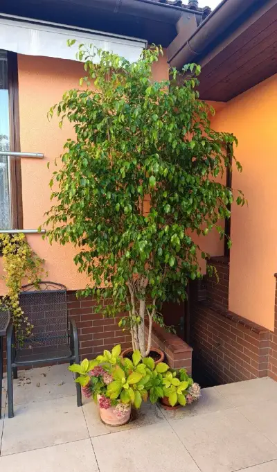 Fíkus Benjamina