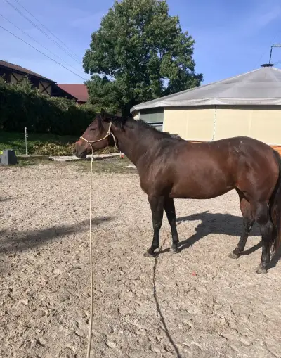 AQH Top chovná klisna , rekreace