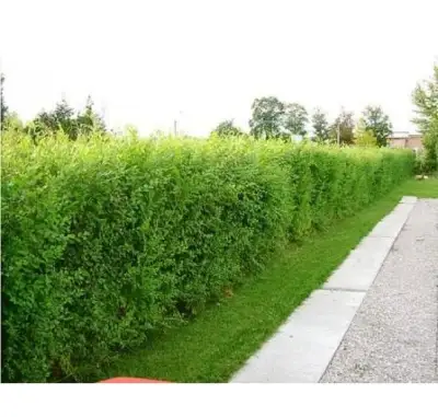 Kouzelný (rychlerostoucí) živý plot - Jilm sibiřský