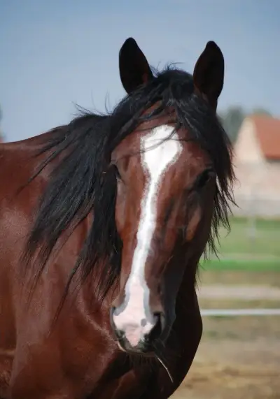 čtyřletý valach
