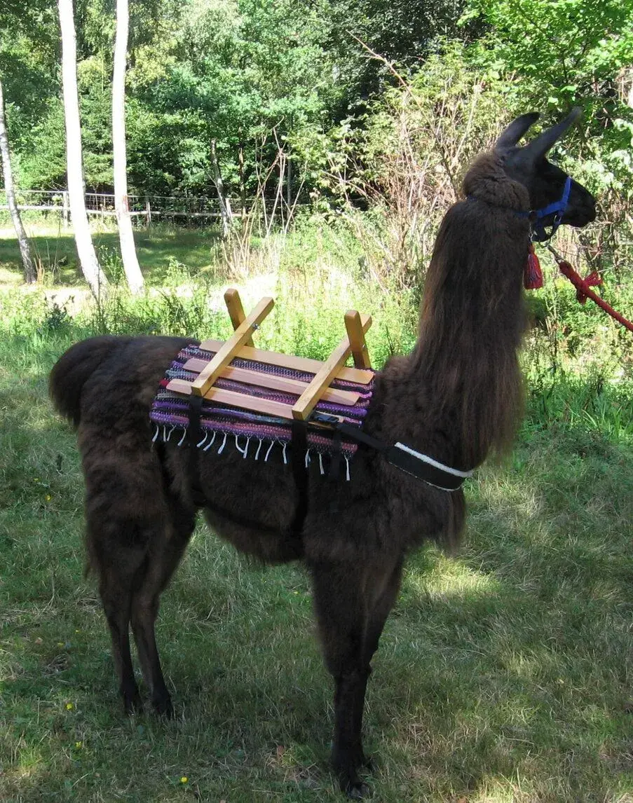 Lama krotká