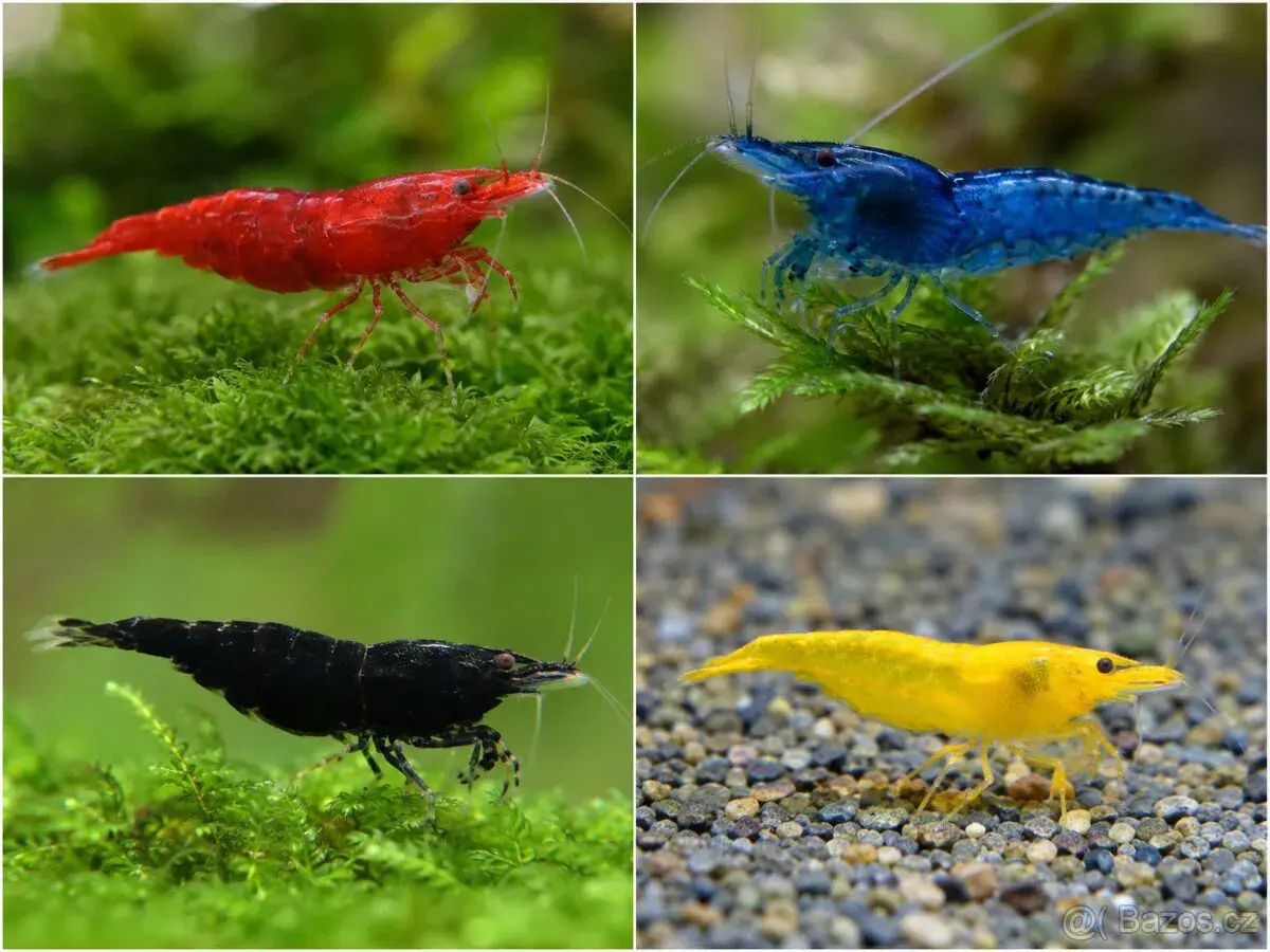 Krevetky Neocaridina + Neoheterandria Elegans