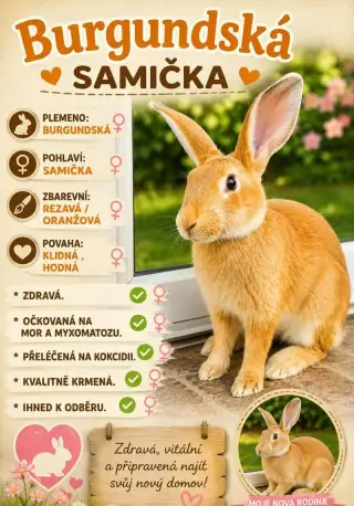 Burgundská - Samička