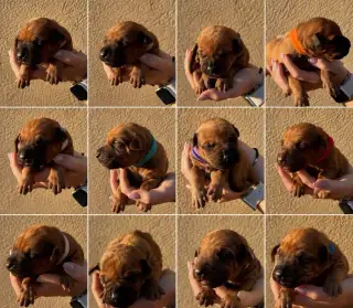 Rhodesian Ridgeback štěňátka bez PP