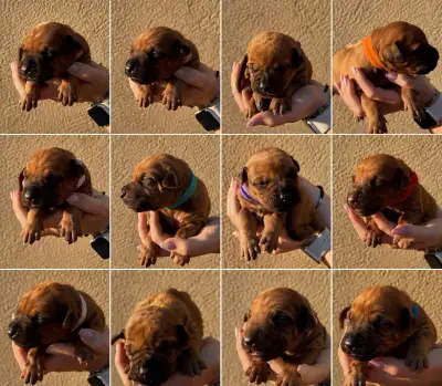 Rhodesian Ridgeback štěňátka bez PP