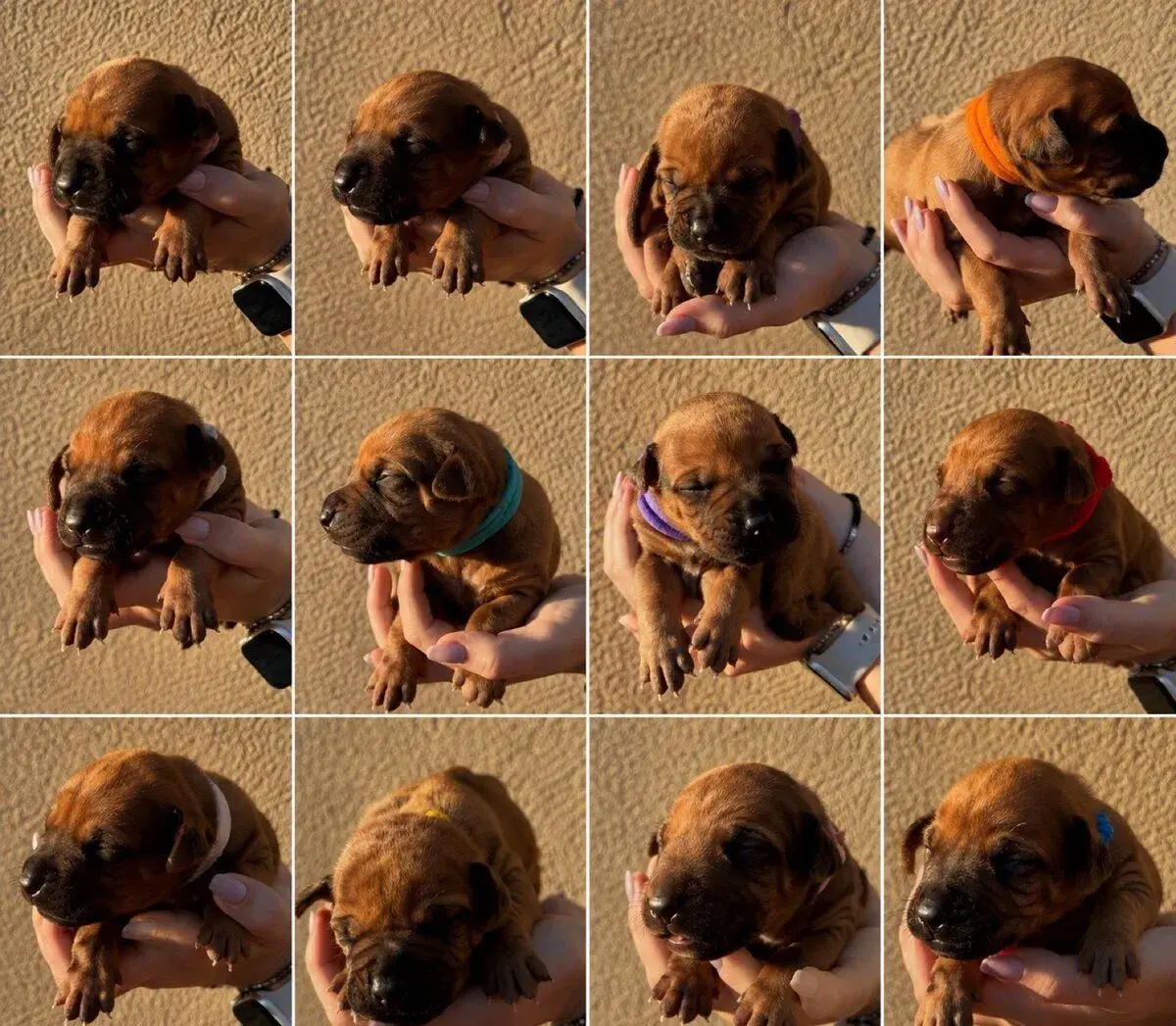 Rhodesian Ridgeback štěňátka bez PP