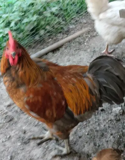 Kohouty