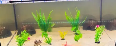 Axolotli + akvarium
