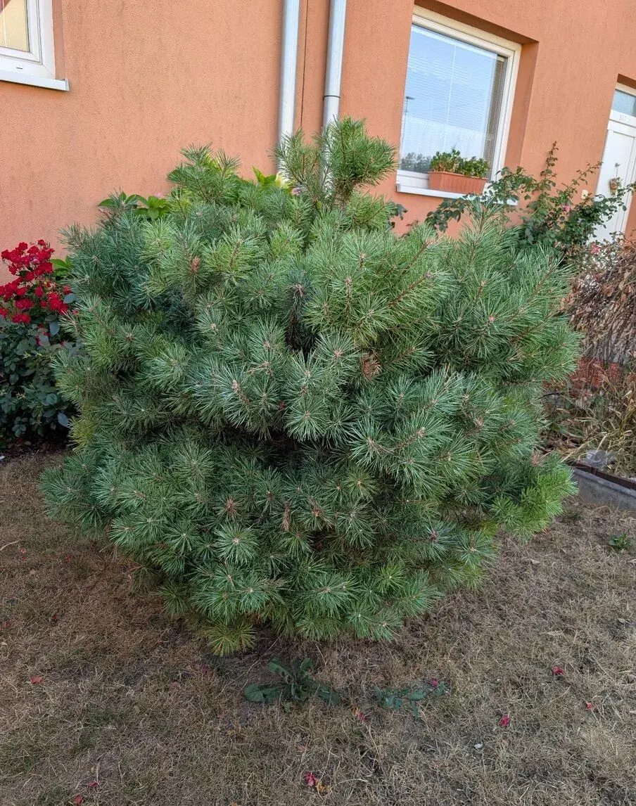 Borovice kleč (Pinus mugo)