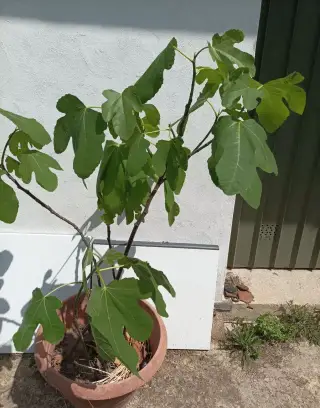 Fíkovník plodící, druh Francuesco