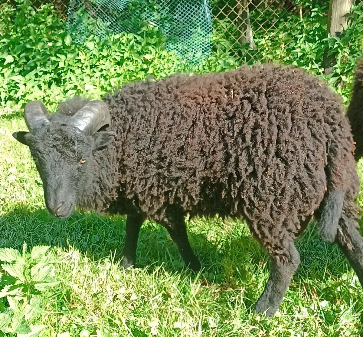 Ouessantský beránek