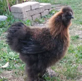 kohout hedvábničky drobné vousaté modrý