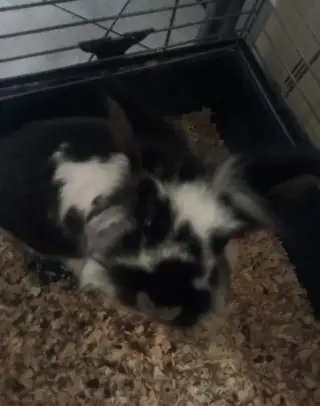 Daruji králíčka 2 roky starý