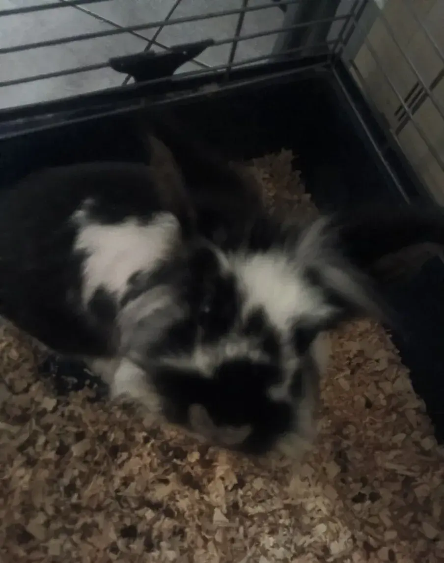 Daruji králíčka 2 roky starý