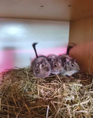 Osmák degu