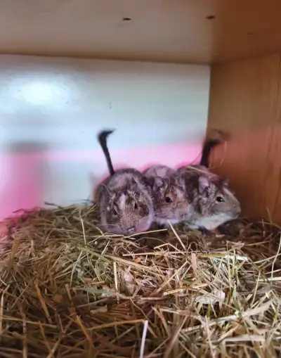 Osmák degu