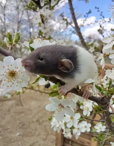 Potkan dumbo