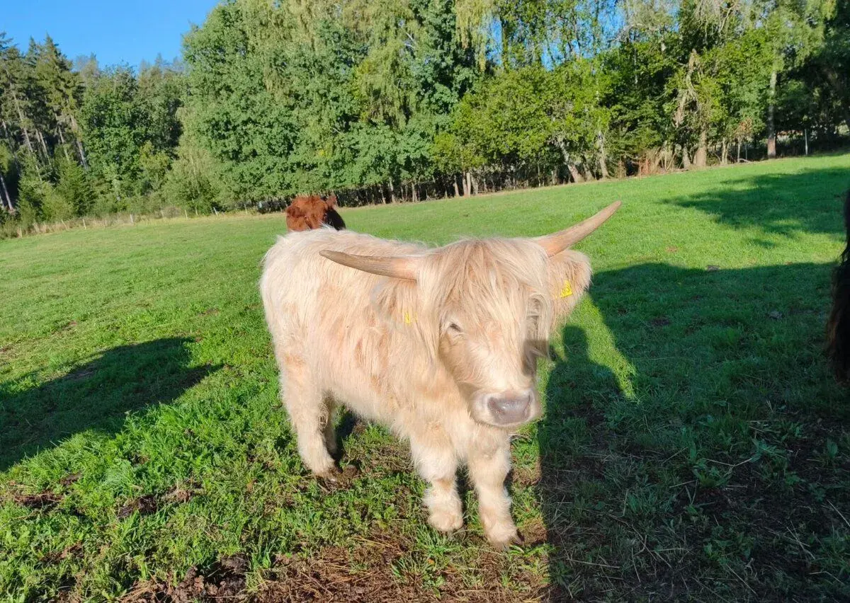 Highland skotský náhorní skot