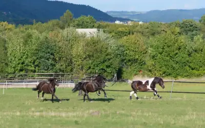 Pastevní ustájení v Dubí u Teplic