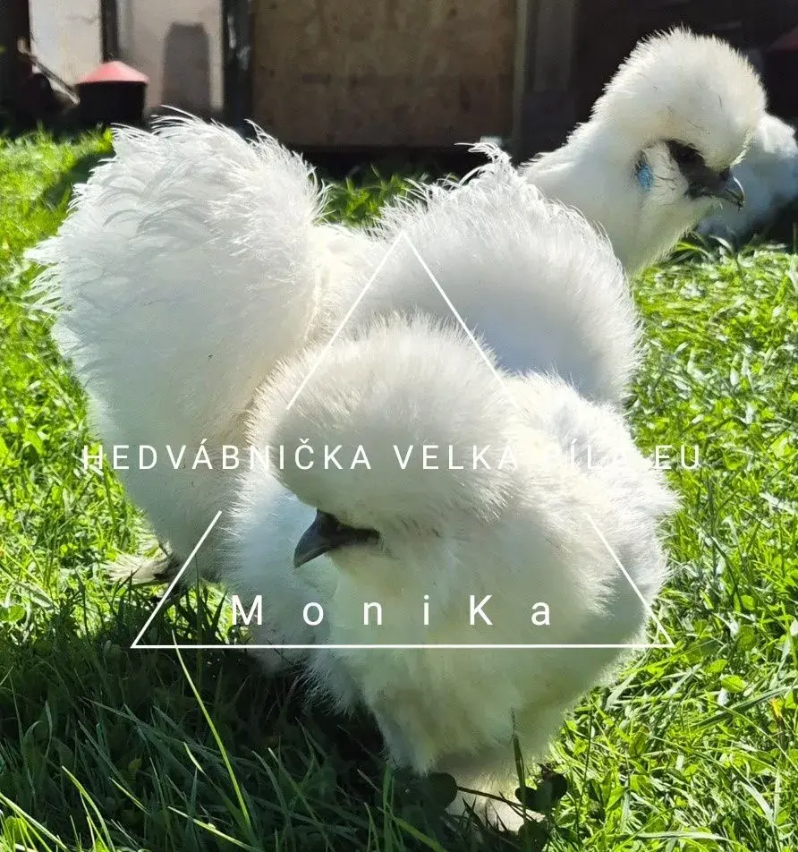 Násadová vajíčka hedvábničky bílé velká EU vousaté