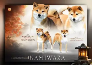 Shiba inu s PP ČMKU/FCI