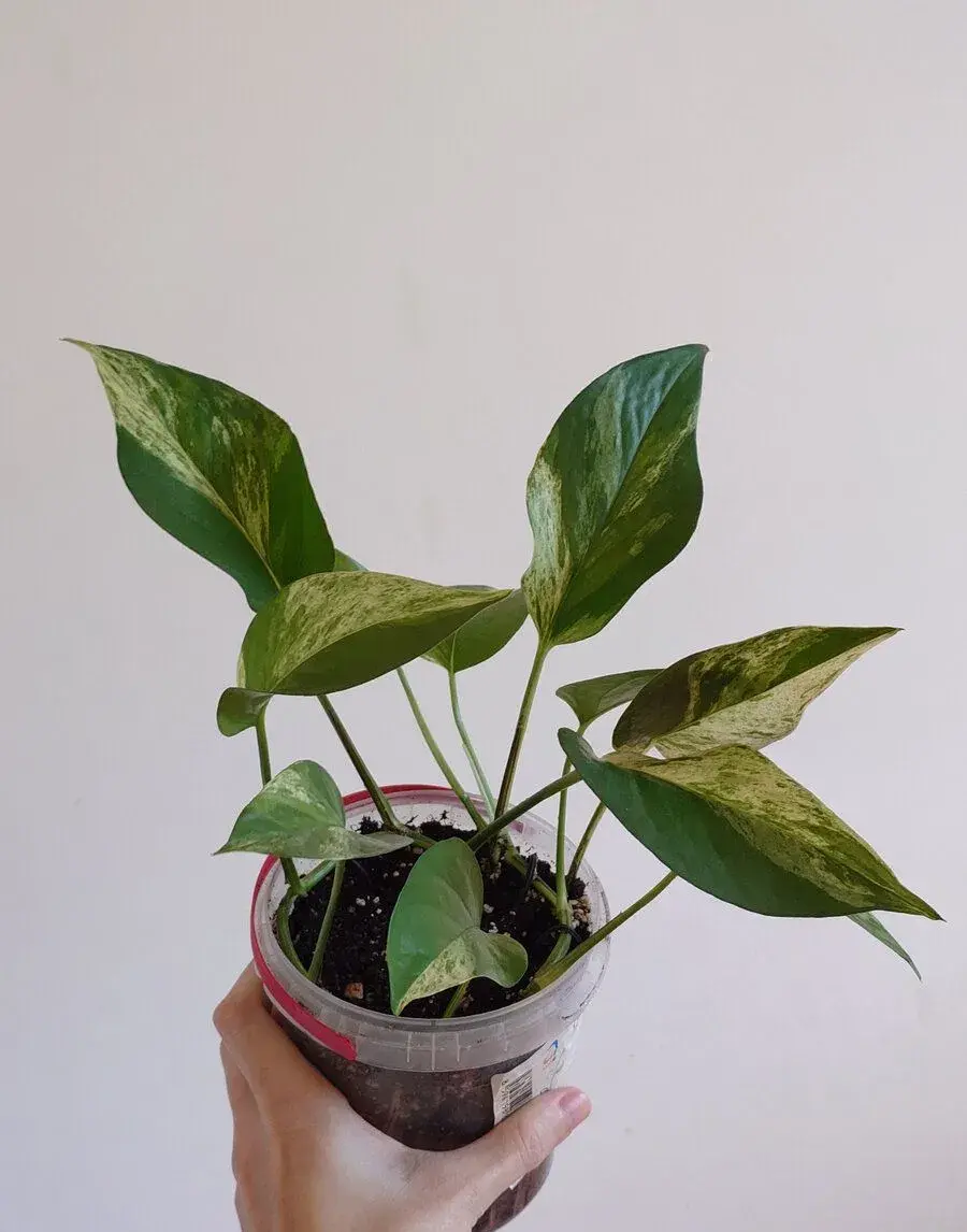 Pothos "Marble Queen"