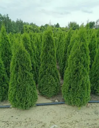 Thuje Thuja Smaragd - rozvoz po celé ČR