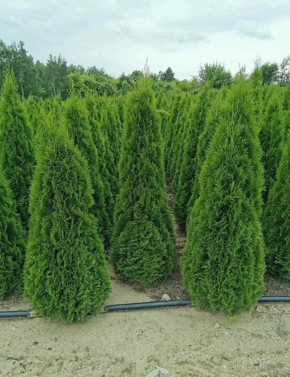 Thuje Thuja Smaragd - rozvoz po celé ČR