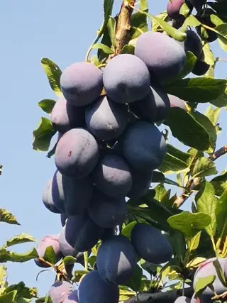 PŘEZRÁLÉ ŠVESTKY - S K L A D E M