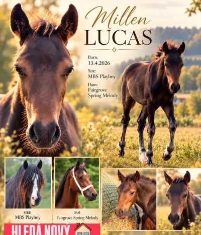 Hřebeček Welsh Cob D - již k odstavu