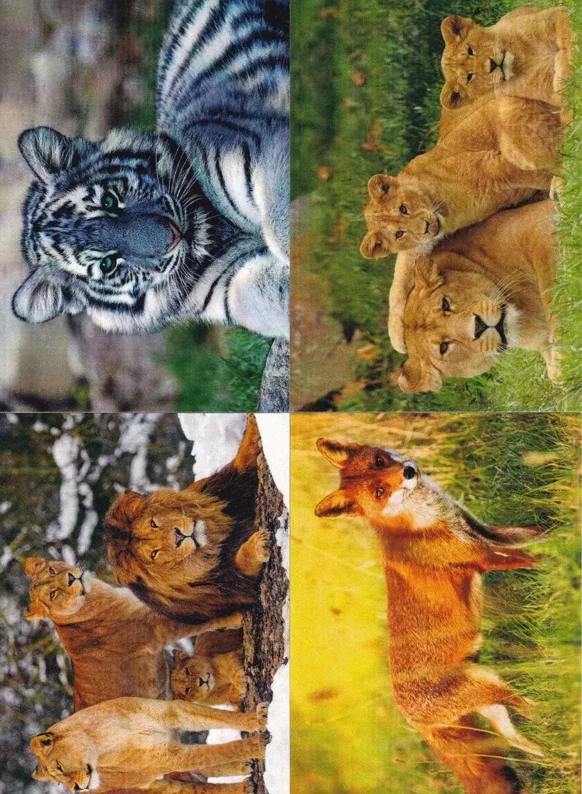 pohledy zvířat