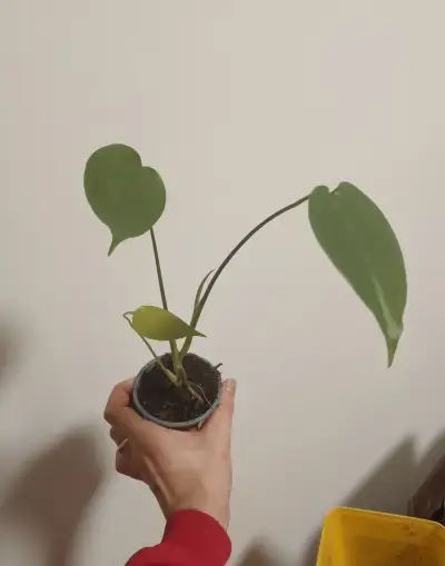 Monstera