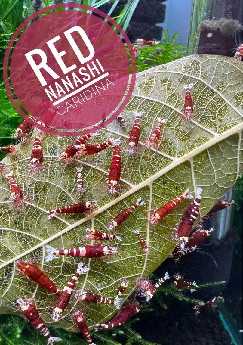 Caridina Red Nanashi