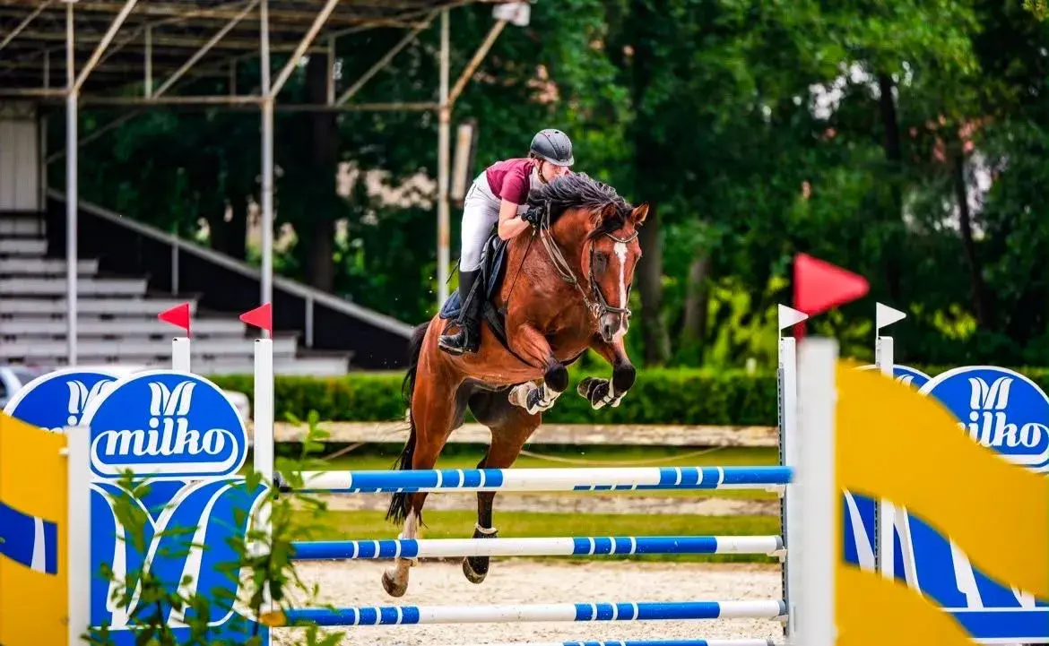Top valach do sportu
