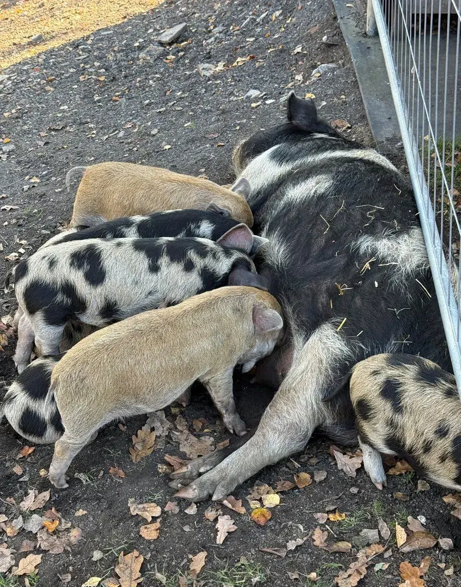 Selata Kune kune