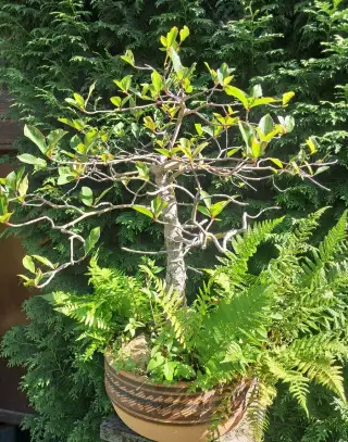 Bonsaj,bonsai Tupela Lesní