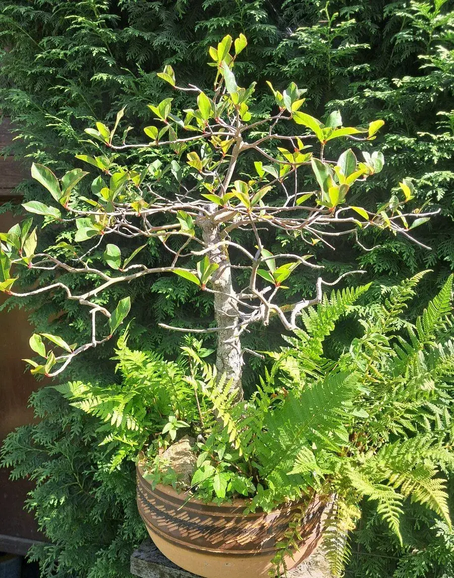Bonsaj,bonsai Tupela Lesní