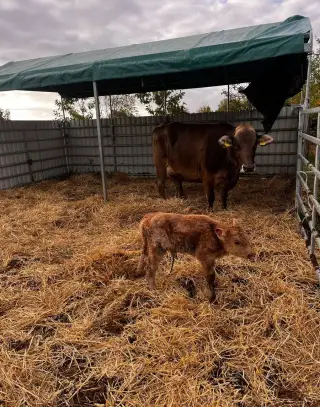 2 krávy Brownswiss