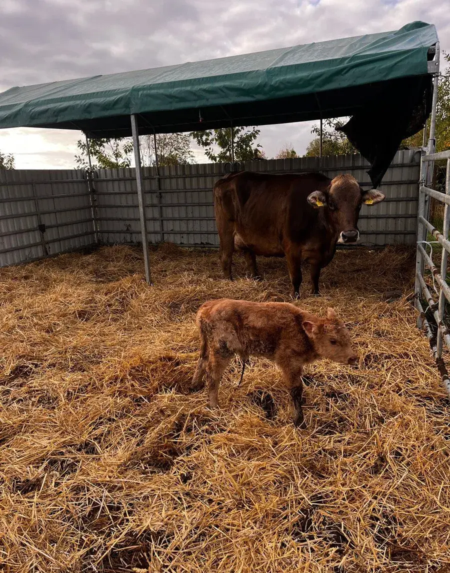 2 krávy Brownswiss